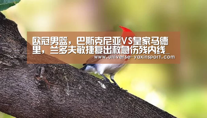 欧冠男篮,巴斯克尼亚VS皇家马德里,兰多夫敏捷复出救急伤残内线_亚新体育(图1) 亚新网站
