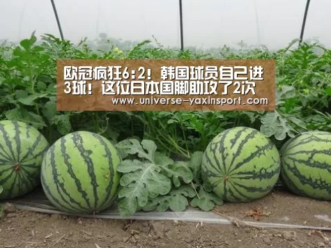 亚新网站